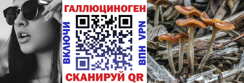 цена   Очёр  Псилоцибиновые грибы Psilocybe 